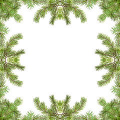 Fototapeta na wymiar green pine branches frame