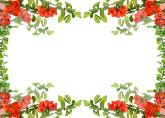 isolated blossoming pomegranate branches frame