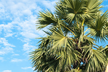 sugar palm trees with blue sky
