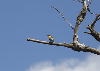 Little Bee-eater showing all its feathers