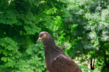 Pigeon looks through the window - background