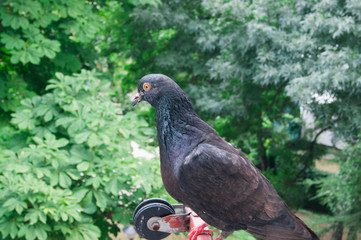Pigeon looks through the window - green background