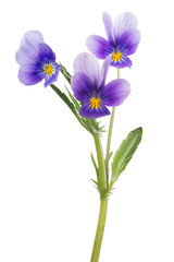 Obraz na płótnie Canvas three pansy lilac blooms on green stem
