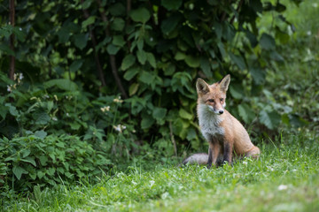 Naklejka na ściany i meble Red fox kid in the wild nature, sits on the edge of the forest.