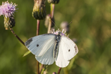 Kleiner Kohlweißling (Pieris rapae)