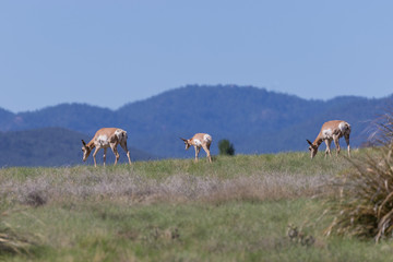 Pronghorn Antelope