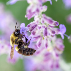Bee collecting pollen
