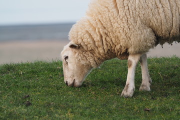 Schaf beim fressen von Gras