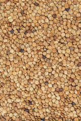 lentil seeds occupying the entire image