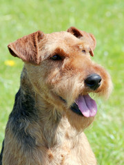 Typical Welsh Terrier in the garden