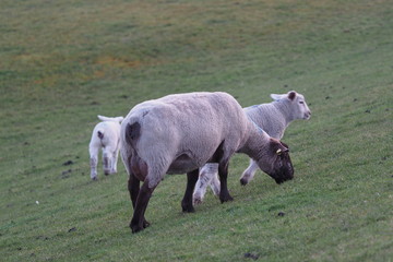 Schaf