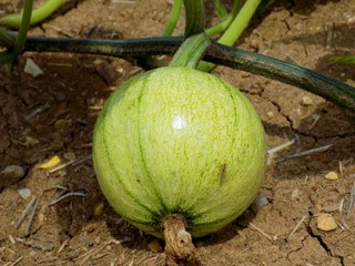Watermelon on field