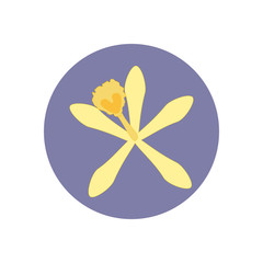 Vanilla flower illustration