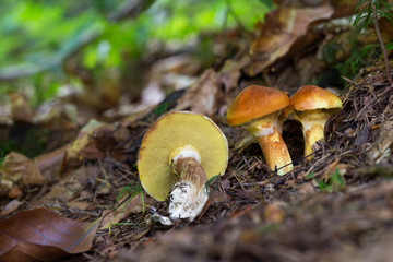 Suillus grevillei.  Edible mushrooms with excellent taste.