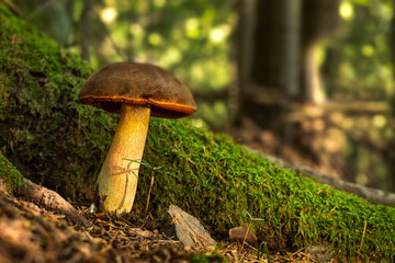 Neoboletus luridiformis. Edible mushrooms with excellent taste.