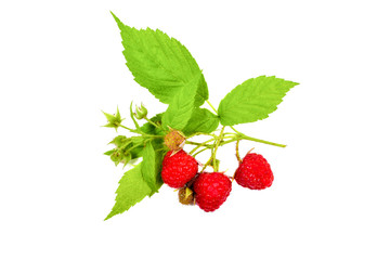 Ripe raspberry with leaf isolated on white.