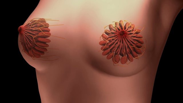 Conceptual video of female breast anatomy.