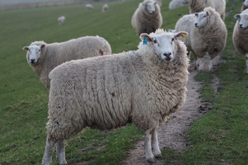 Flock Of Sheep