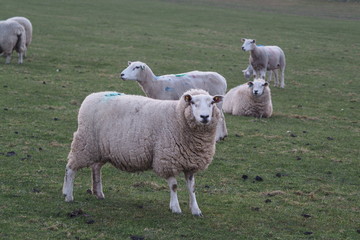 Flock Of Sheep