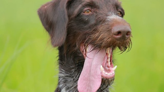 Dog drathaar. Close-up. Hunting dog
