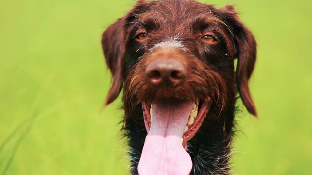 Dog drathaar. Close-up. Hunting dog