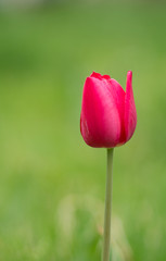 scarlet tulip