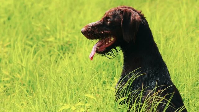 Dog drathaar. Close-up. Hunting dog