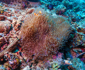 Tropical Fishes near Colorful Coral Reef