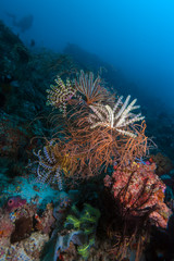 Sea Lilies on Colorful Tropical Reef