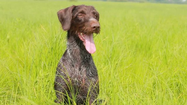 Dog drathaar. Close-up. Hunting dog