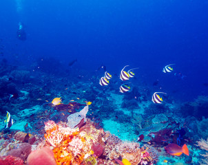 Fototapeta na wymiar Underwater Landscape with Bannerfishes