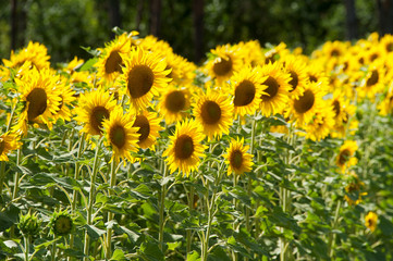 Fototapeta premium sunflower field