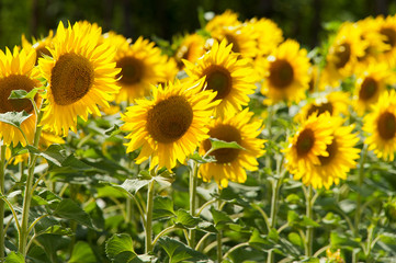 sunflower field