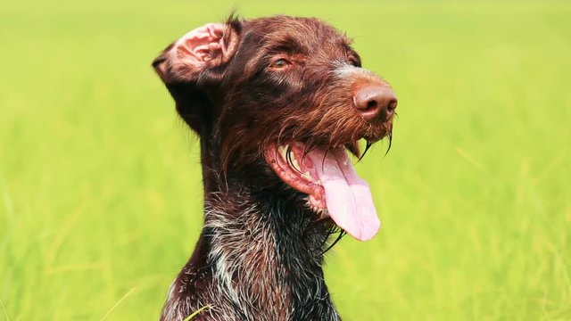 Dog drathaar. Close-up. Hunting dog