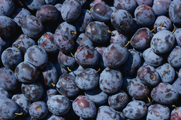 Ripe plums in sunlight as a background