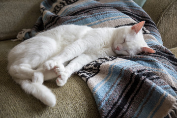 Fototapeta na wymiar White cat stretching on couch
