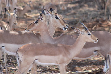 Grazing herd of impalas in Kruger National Park in South Africa