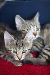 two small kittens on blue background  and red rug