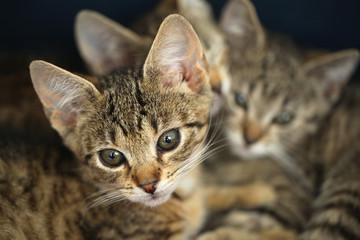 three small kittens on blue background  