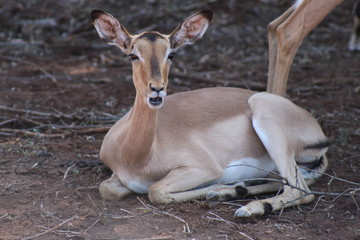 Resting female impala in Kruger National Park in South Africa