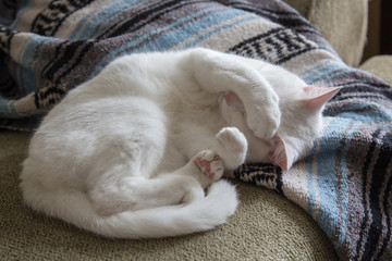 Fototapeta na wymiar White cat curled up on couch