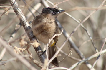 A blackeyed bulbul sitting in a tree in Kruger National Park