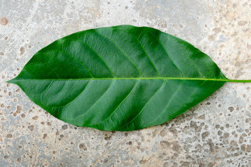  leaf on concrete background