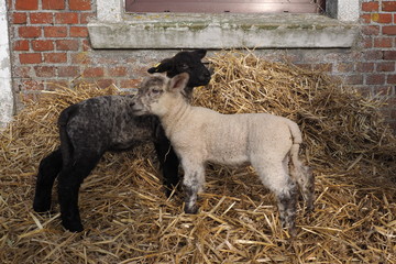 Sheep