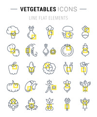 Set Vector Flat Line Icons Vegetables