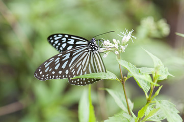 Blue Glassy Tiger Butterfly