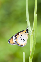 Plain Tiger Butterfly