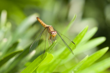 Common Parasol (Neurothemis fluctuans) dragonfly