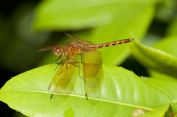 Common Parasol (Neurothemis fluctuans) dragonfly