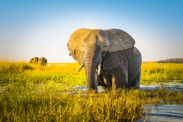 Crédence de cuisine en verre imprimé Éléphant l& 39 éléphant